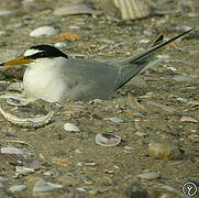 Little Tern