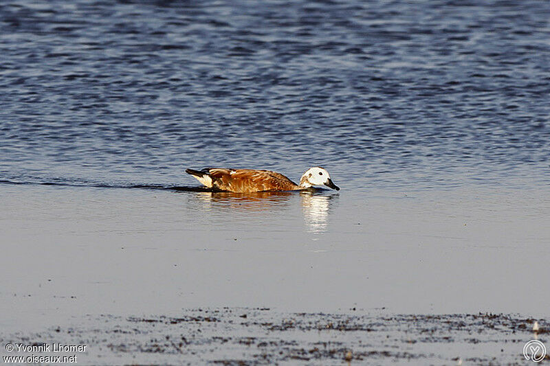 South African Shelduck female adult, identification