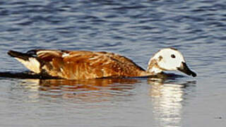 South African Shelduck