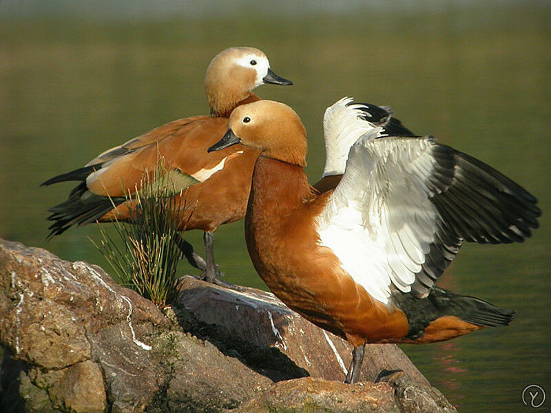 Ruddy Shelduck