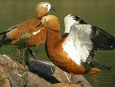 Ruddy Shelduck