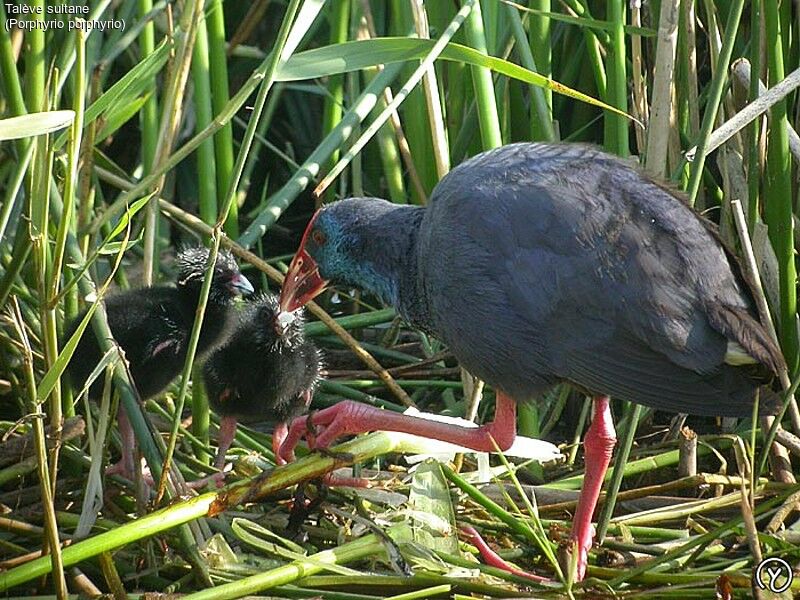 Western Swamphen