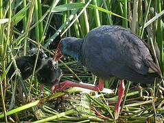 Western Swamphen