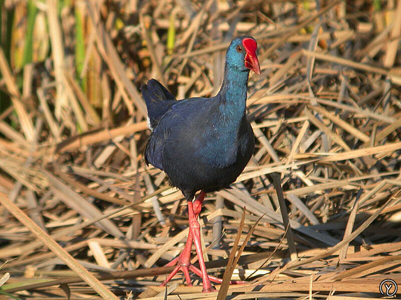 Western Swamphen