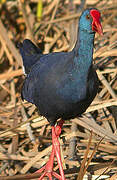 Western Swamphen