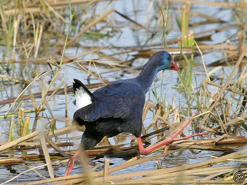 Western Swamphen