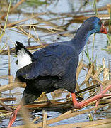 Western Swamphen