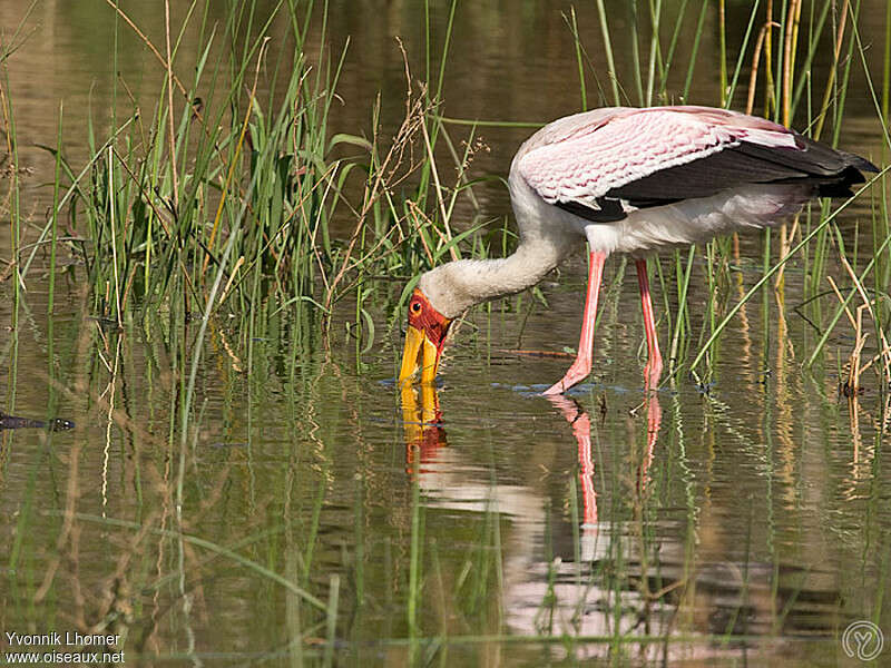 Yellow-billed Storkadult breeding, fishing/hunting