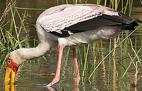 Yellow-billed Stork