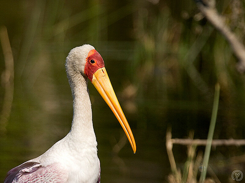 Yellow-billed Stork, identification