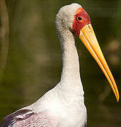 Yellow-billed Stork