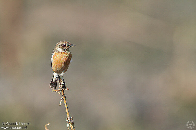 African Stonechat female adult, identification