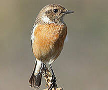 African Stonechat