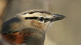 Brown-crowned Tchagra