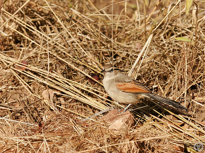 Brown-crowned Tchagra