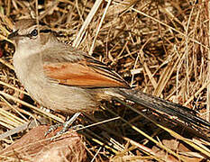 Brown-crowned Tchagra