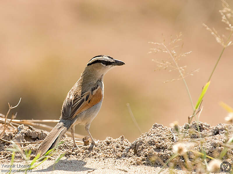 Black-crowned Tchagraadult, identification