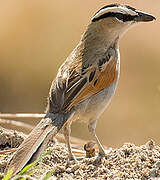 Black-crowned Tchagra