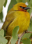 Spectacled Weaver