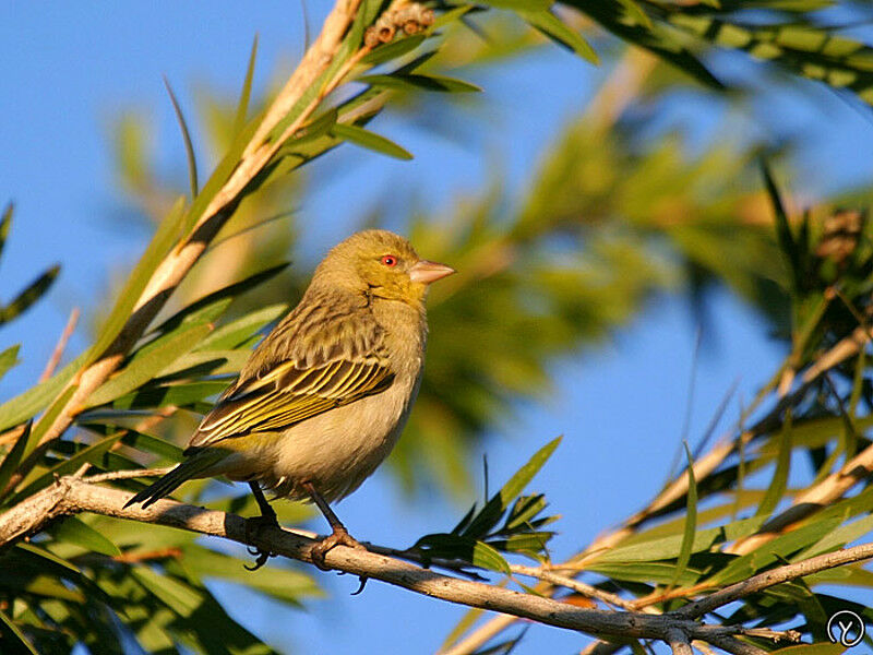 Tisserin à tête rousse