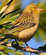 Southern Masked Weaver