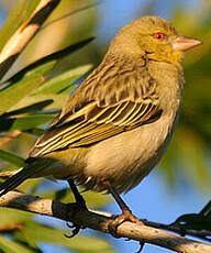 Tisserin à tête rousse