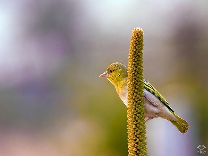 Southern Masked Weaver