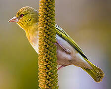 Southern Masked Weaver