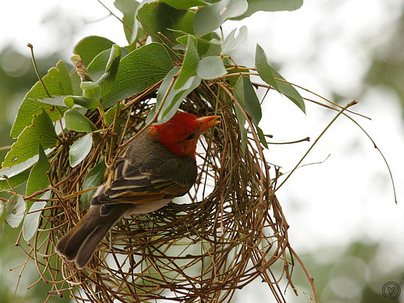 Red-headed Weaveradult breeding, Reproduction-nesting