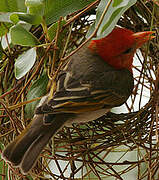 Red-headed Weaver