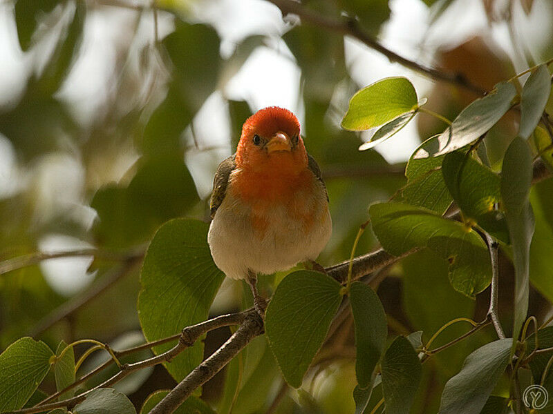 Red-headed Weaveradult breeding