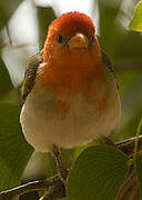 Red-headed Weaver