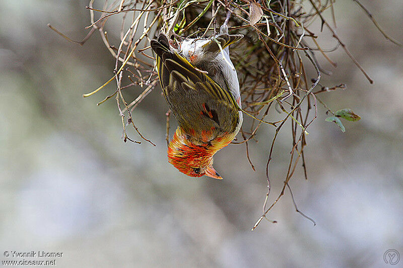 Red-headed Weaveradult breeding, Reproduction-nesting, identification