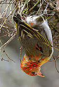 Red-headed Weaver