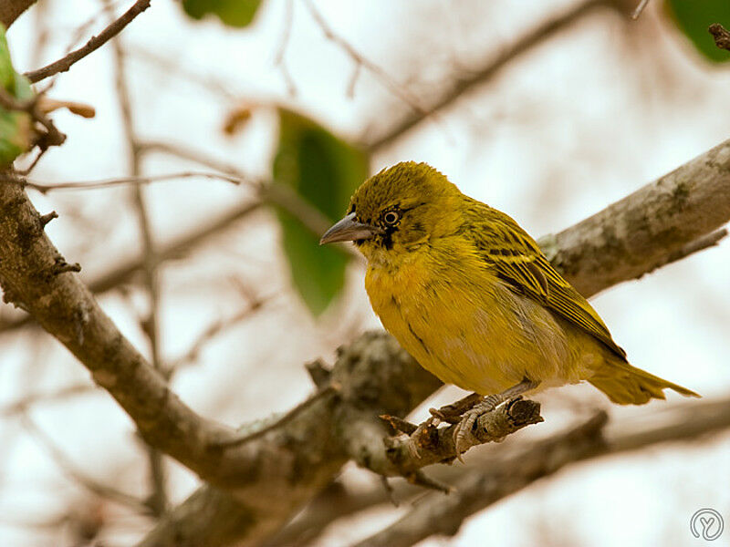 Lesser Masked Weaver