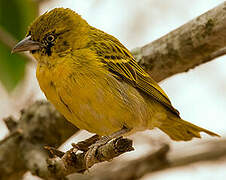 Lesser Masked Weaver