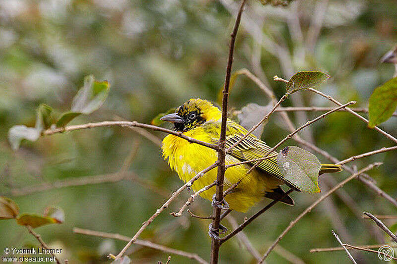 Lesser Masked Weaver male subadult, identification