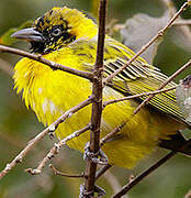 Lesser Masked Weaver