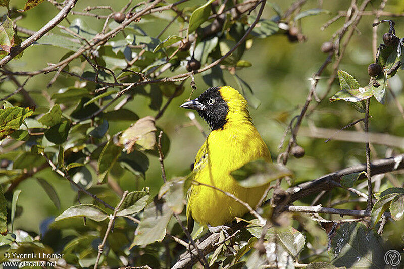 Tisserin intermédiaire mâle adulte, identification