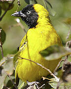 Lesser Masked Weaver