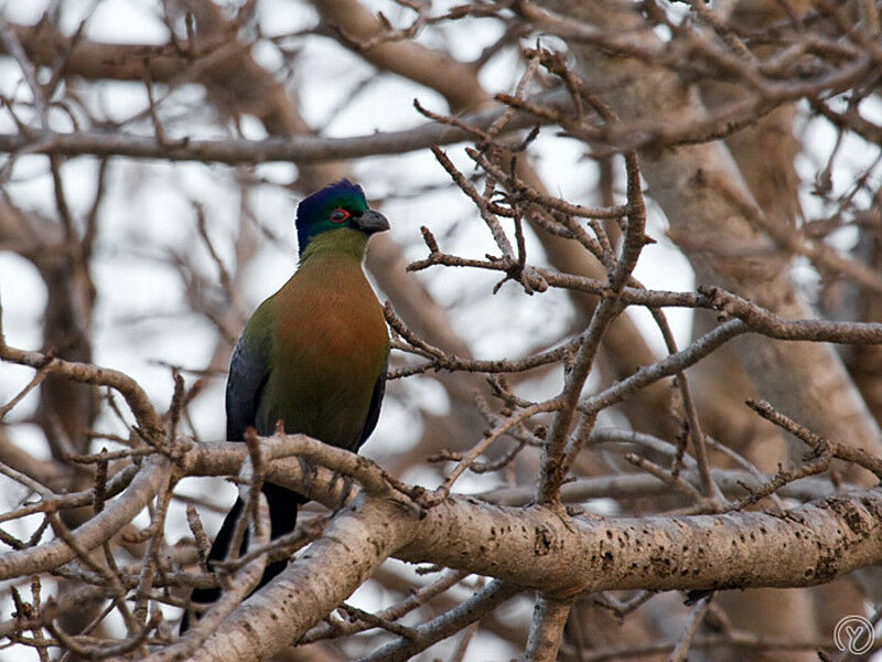 Purple-crested Turacoadult