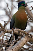 Purple-crested Turaco