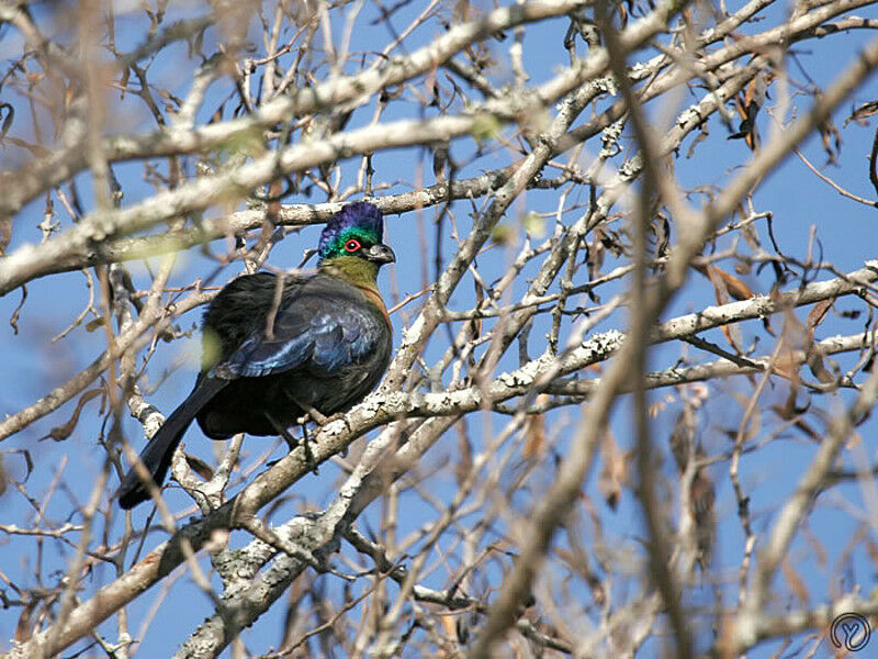 Purple-crested Turaco