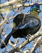 Purple-crested Turaco