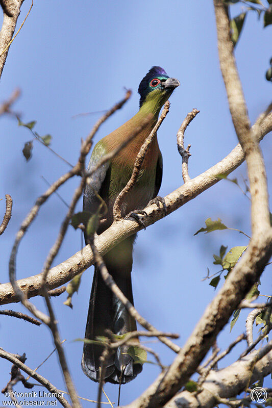 Touraco à huppe splendideadulte, identification