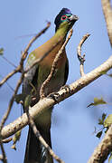 Purple-crested Turaco