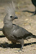 Grey Go-away-bird