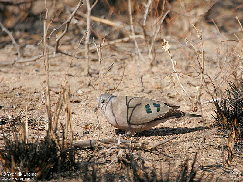 Tourtelette émeraudineadulte, identification