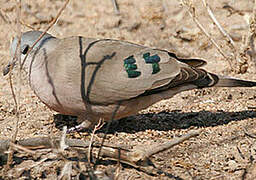 Emerald-spotted Wood Dove