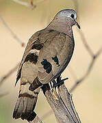 Emerald-spotted Wood Dove